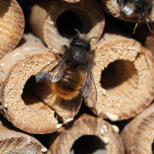 Insektenhotel Weru 3