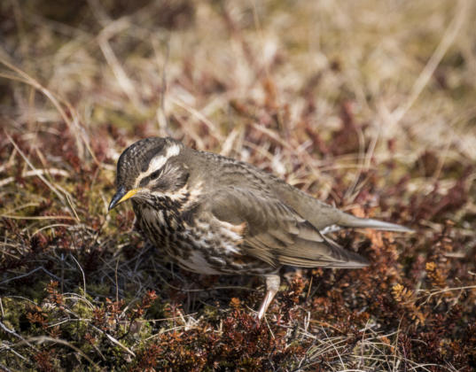 Makro Vogel