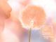 Beitragsbild_Pantone-Farbe-des-Jahres